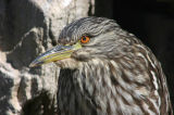 Black-crowned Night Heron 